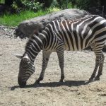 Zebra! Zebra!