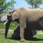 Elephant! Elephant!