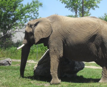 Elephant!